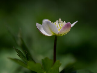 愛らしい早春のニリンソウ