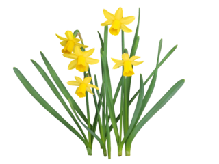 スイセン　3月撮影