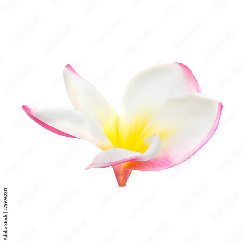 Wall mural Pink and yellow frangipani plumeria flower with isolated petals in PNG isolated on transparent background