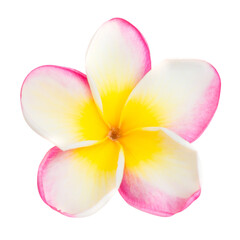 One pink tropical frangipani flower in PNG isolated on transparent background