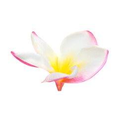 Pink and yellow frangipani plumeria flower with isolated petals in PNG isolated on transparent background - 759762311