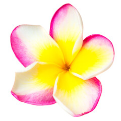 Pink and yellow frangipani plumeria flower with isolated petals in PNG isolated on transparent background