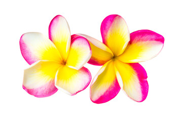 Two pink and yellow frangipani plumeria flowers with isolated petals in PNG isolated on transparent background - 759762325