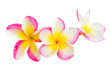 Three pink and yellow frangipani plumeria flowers with isolated petals in PNG isolated on transparent background