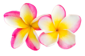 Two pink and yellow frangipani plumeria flowers with isolated petals in PNG isolated on transparent background - 759762338