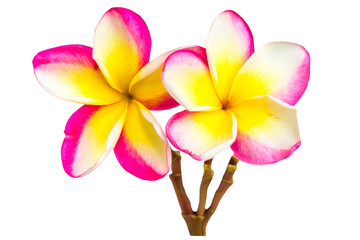 Two pink and yellow frangipani plumeria flowers with petals on branch in PNG isolated on transparent background - 759762348