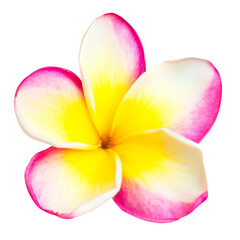 Pink and yellow frangipani plumeria flower with isolated petals in PNG isolated on transparent background - 759762350
