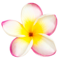 Pink and yellow frangipani plumeria flower with isolated petals in PNG isolated on transparent background - 759762351