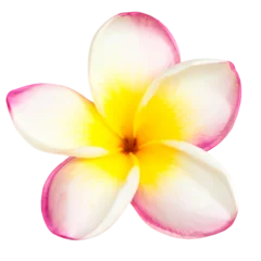 Fototapete Plumeria Pink and yellow frangipani plumeria flower with isolated petals in PNG isolated on transparent background  © Pavlo Vakhrushev