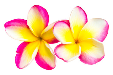 Two pink and yellow frangipani plumeria flowers with isolated petals in PNG isolated on transparent background - 759762357