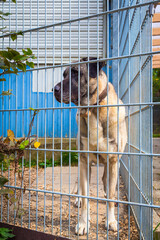 tall kangal dog in a kennel