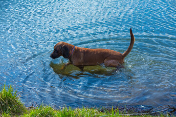 bavarian mountain dog takes a bath in a lake