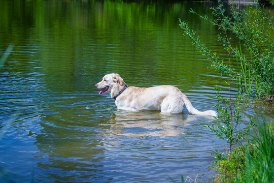 tall white dog takes a bath in a lake in summer