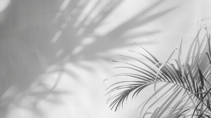 Obraz premium Branch with Leaves Casting Shadows on White Wall