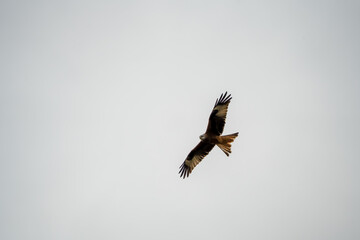 detailed close-up of a red kite (Milvus milvus) in flight, hunting 