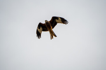 Obraz premium detailed close-up of a red kite (Milvus milvus) in flight, hunting 