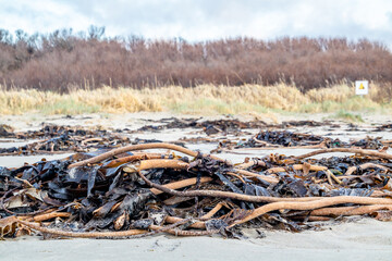 Seaweed lying on Portnoo beach in County Donegal, Ireland