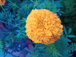 pretty flowers in the spring