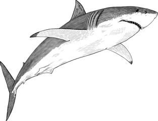 Black and white vector illustration of great white shark