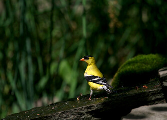 Fototapeta premium American Goldfinch Standing on a Rock with Blurred Background at Eagle Creek Park in Indianapolis, IN, USA