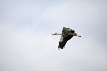 Stork buliding a nest with branches, bird migration in Alsace, Oberbronn France, breeding in spring
