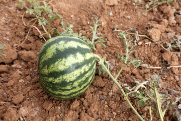 Small green striped watermelon plant in the garden. - 759769148
