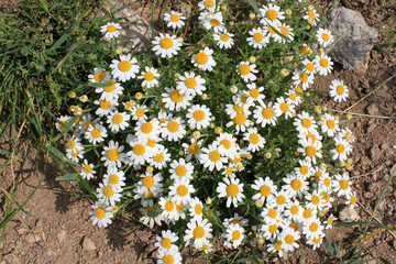 Closeup white chamomile flowers in prairie, natural flower background - 759769369