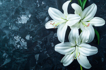 Isolated white lily on dark background, elegance in bloom