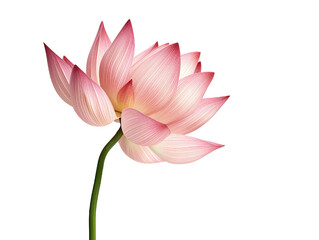 Fototapeta premium one pink lotus flower isolated on white background