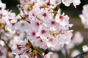 Blossoming Beauty: A Close-Up of Spring Sakura Flowers in Kyoto, Japan