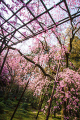 Ethereal Beauty of Weeping Sakura in Heian Jingu, Kyoto