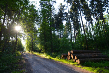 Wald, Morgenstimmung, lagerndes  Holz an einem Waldweg