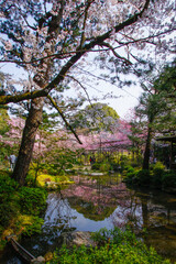 Fototapeta na wymiar Spring’s Delicate Dance: Weeping Sakura at Kyoto’s Heian Shrine
