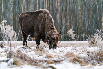 European bison (Bison bonasus) in winter Bialowieza forest, Poland