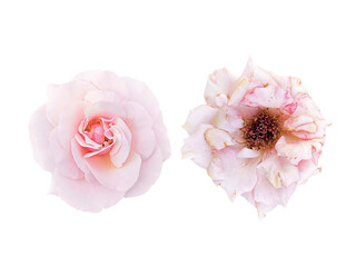 light-pink rose blossom and slightly withered roses, transparent background
