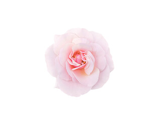 light pink rose blossom, transparent background