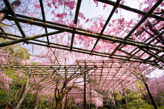 Whispers of Spring: Weeping Sakura at Kyoto’s Heian Jingu