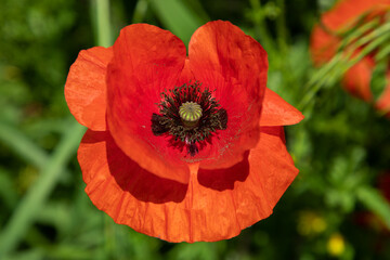 Papaver rhoeas or red poppyes