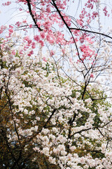 Spring’s Serenade: A Tapestry of Pink and White Blossoms