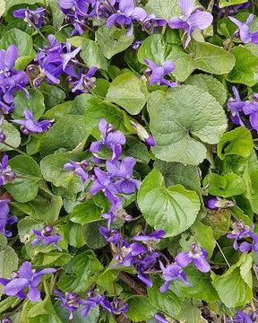 Blooming forest violet or Viola reichenbachiana growing in a meadow. Wild violet. Beautiful floral background. Flower meadow. First spring flowers.