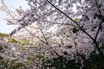 Ephemeral Beauty of Sakura at Kyoto’s Heian Shrine