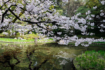 Serene Sakura: Spring’s Mirror at Heian Shrine