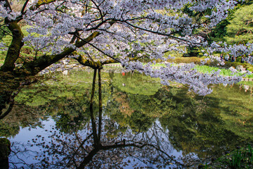 Serene Sakura: Spring’s Mirror at Heian Shrine