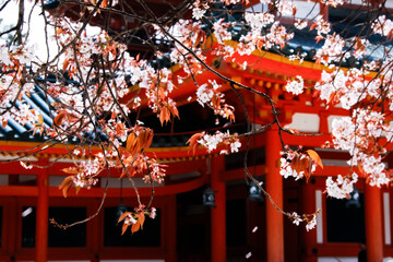 Kyoto’s Heian Shrine: A Canopy of Sakura Splendor