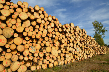 Wald, Holzpolter, Holzlager eines Kahlschlags