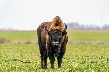 European bison (Bison bonasus) in winter Bialowieza forest, Poland © beataaldridge