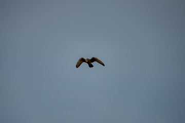 detailed close up of a kestrel (Falco tinnunculus) bird raptor hovering, scanning for prey