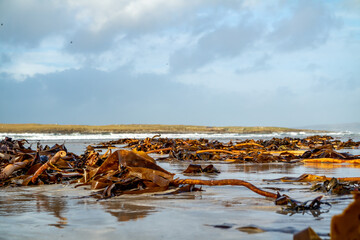 Seaweed lying on Portnoo beach in County Donegal after storm Brendan
