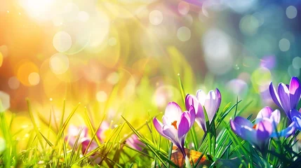 Foto op Plexiglas Generative AI : Nature background with crocus flowers in grass  selective focus. Spring banner for your design © The Little Hut