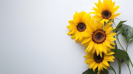 Generative AI : sun flower bouquet on white background